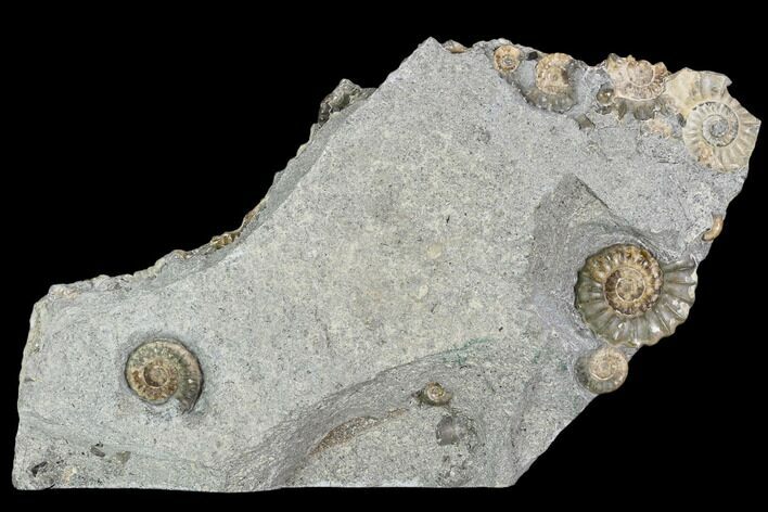 Fossil Ammonites (Promicroceras) Plate - Lyme Regis #110724
